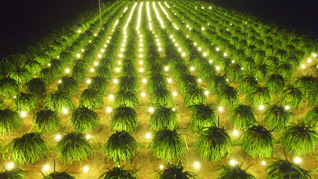 Đèn Led ứng dụng chiếu sáng nông nghiệp